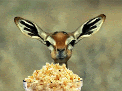 Deer eating popcorn - free time vibes